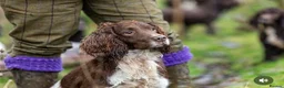 English Springer Spaniel dogs for sale: KC Reg Liver and White English Springer Spaniels - Advert 27