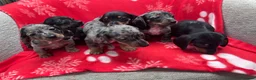 Miniature Dachshund dogs for sale: ****6 beautiful boys 💙💙*** - Advert 10
