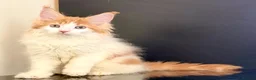 Maine Coon cats for sale: Beautiful maine coon kittens - Advert 3