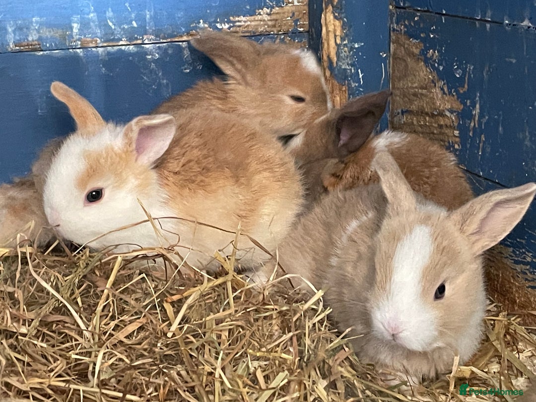 Mini Lop rabbits for sale: Mini lops ready to reserve  - Image 16