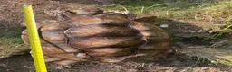 Tortoise reptiles for sale: 10 year old male sulcata tortoise  - Advert 4