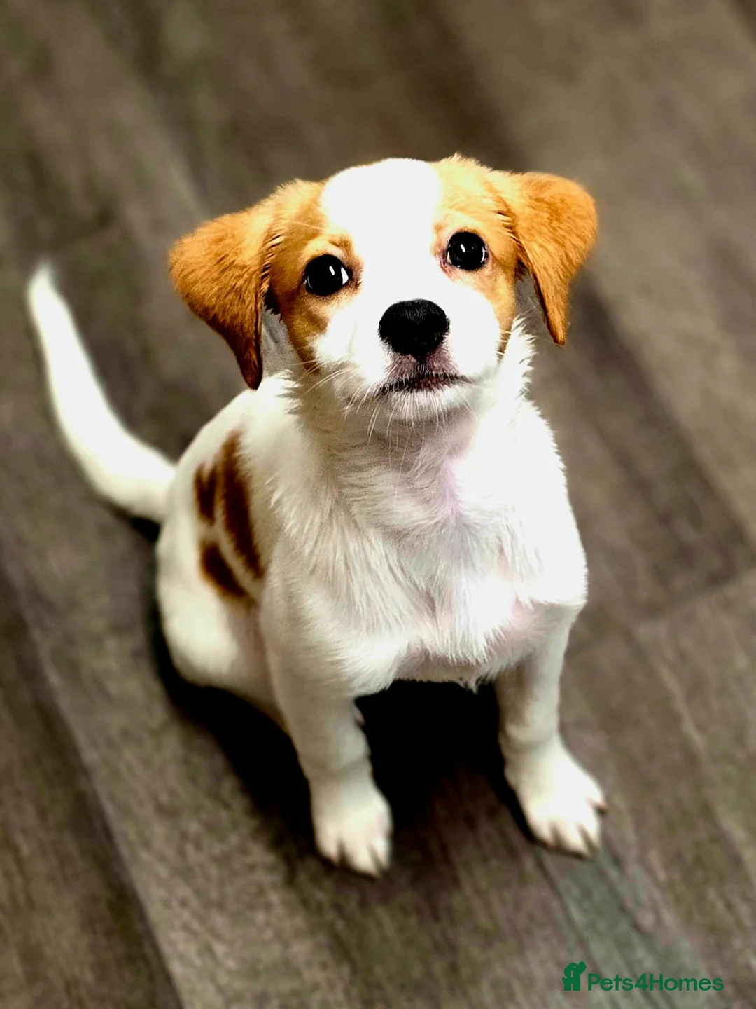 Jack Russell dogs for sale: 14 week old jack russell - Advert 1