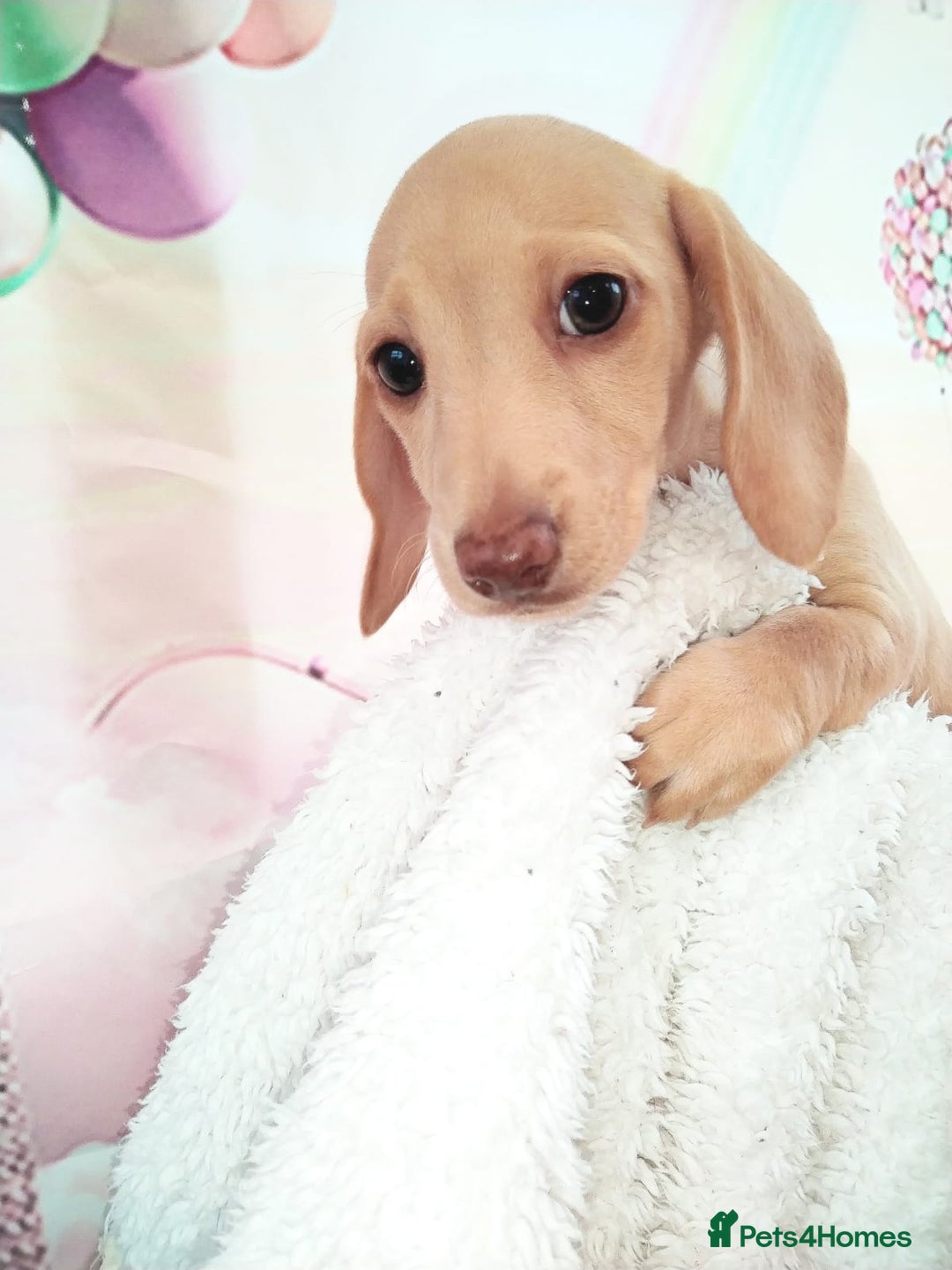 Miniature Dachshund dogs for sale: MINI CREAM DACHSHUND💥READY TO GO💥PRA CLEAR - Image 28