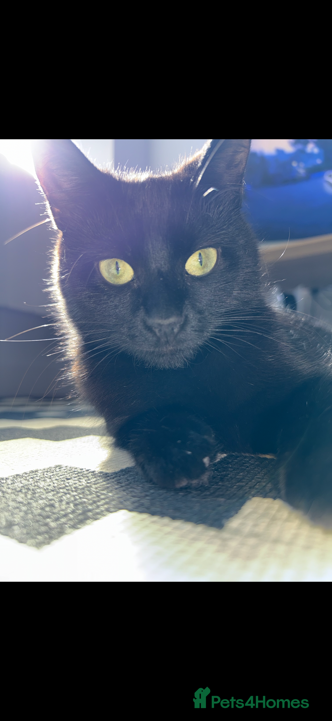 Bombay cats for sale: Beautiful black Bombay siblings  - Image 5