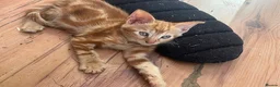 Mixed Breed cats for sale: 3 purrfect ginger girls looking 4 their forever  - Advert 11