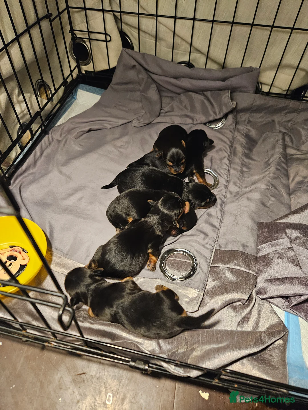 Yorkshire Terrier dogs for sale: Yorkshire puppies - Advert 5