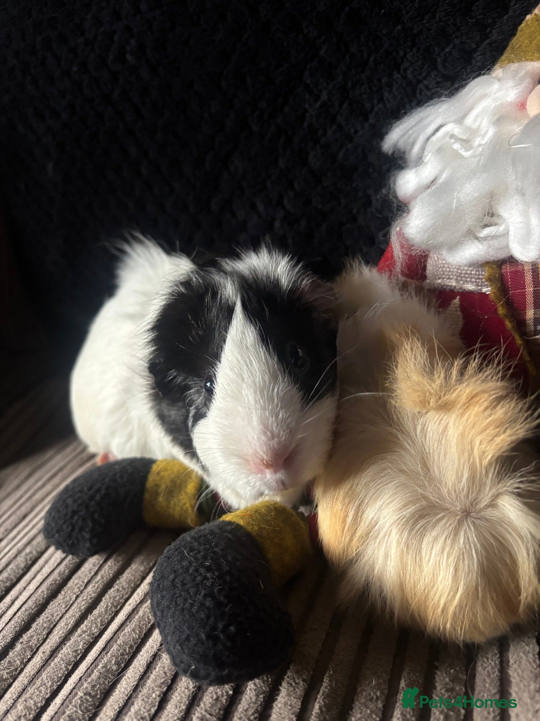Guinea Pig rodents for sale: 2 beautiful funky girls - Advert 8