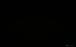 Utonagan dogs for sale: Huskamute - Advert 6