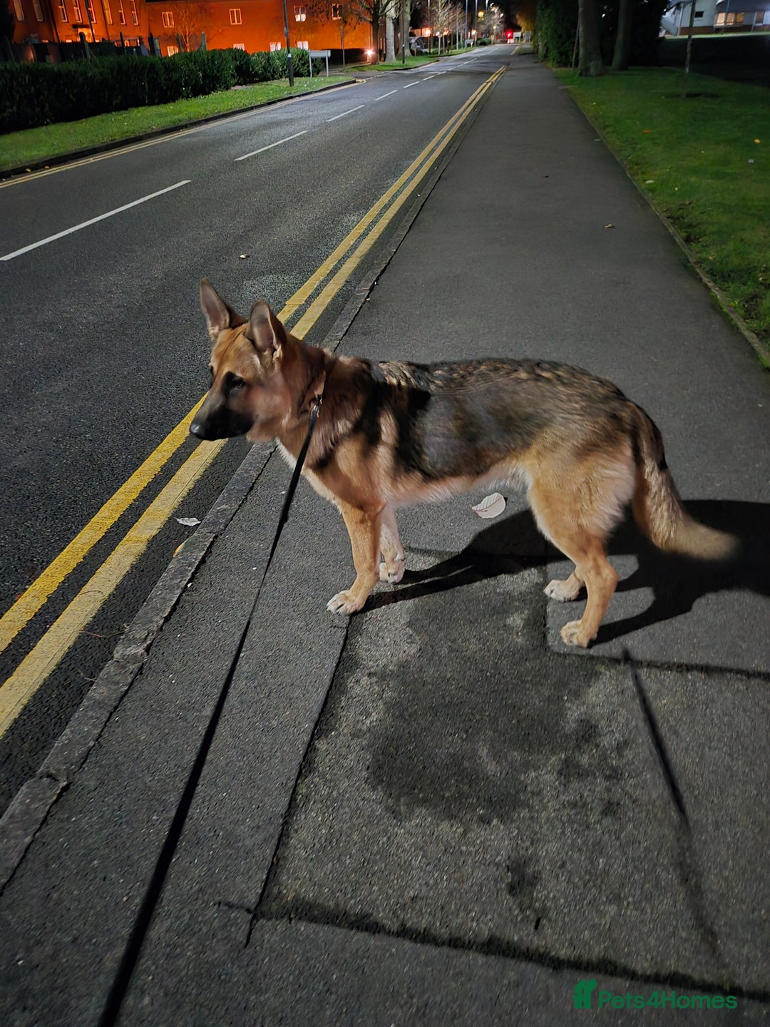 German Shepherd dogs for sale: Lovely German Shepherd named Rory - Advert 6