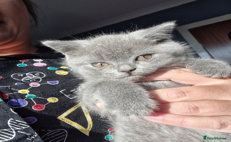 British Shorthair cats - Advert 6