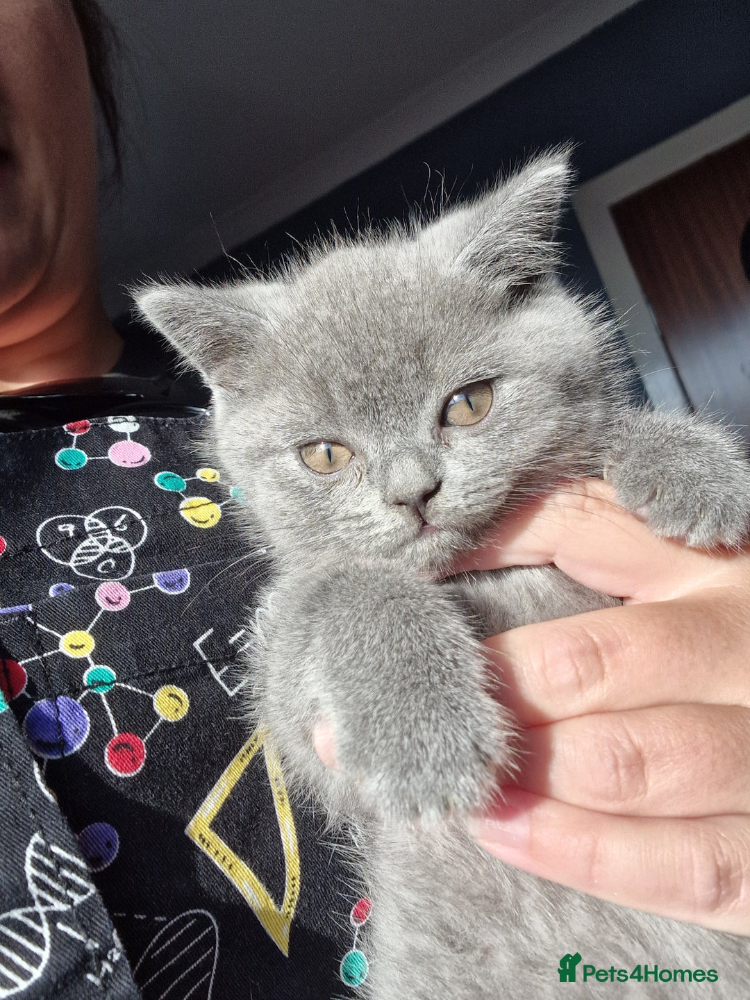 British Shorthair cats for sale: 2 x male kittens - Image 1