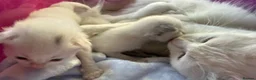 Ragdoll cats for sale: Stunning Ragdolls kittens Blue Colourpoint Mitted  - Advert 14