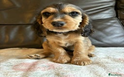 Cocker Spaniel dogs for sale: Show type Cocker Spaniel Puppies - Image 22