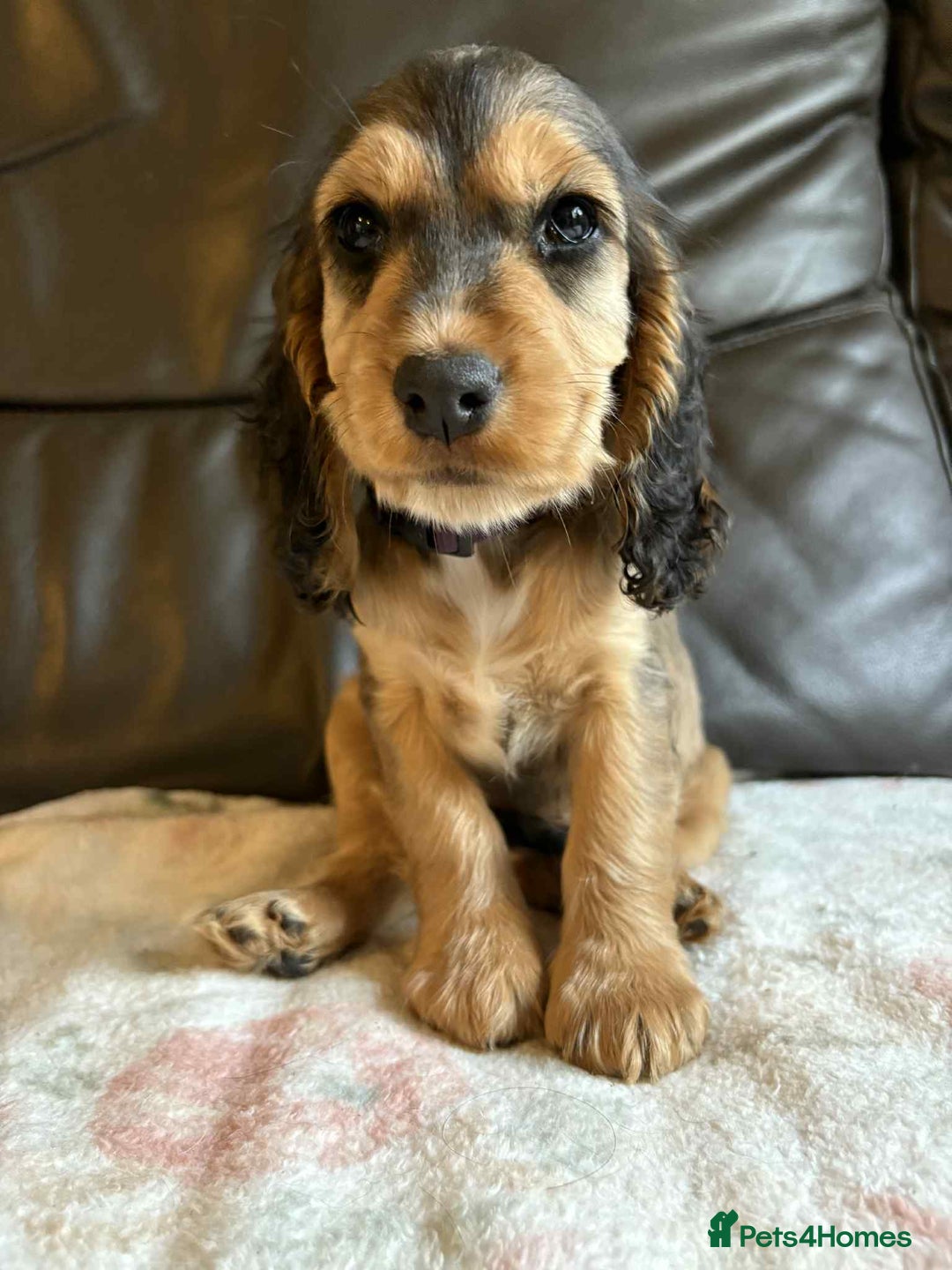 Cocker Spaniel dogs for sale: Show type Cocker Spaniel Puppies - Image 22