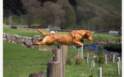 Labrador Retriever dogs for sale: Fox red Labrador puppies for sale - Image 8