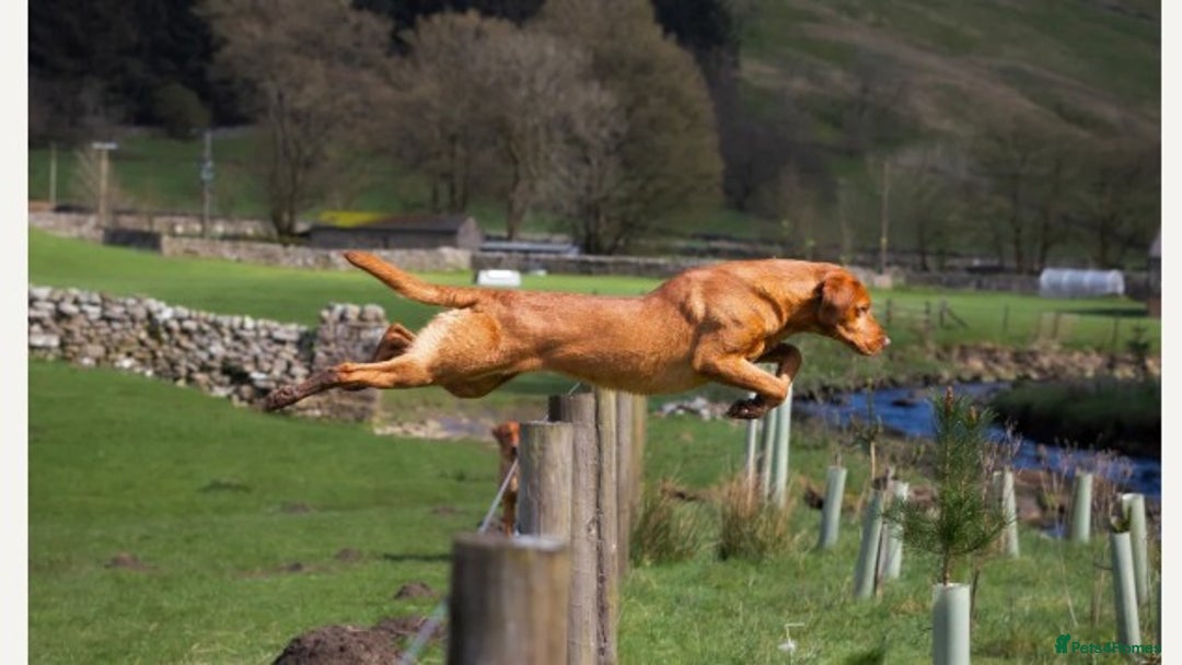 Labrador Retriever dogs for sale: Fox red Labrador puppies for sale - Image 8