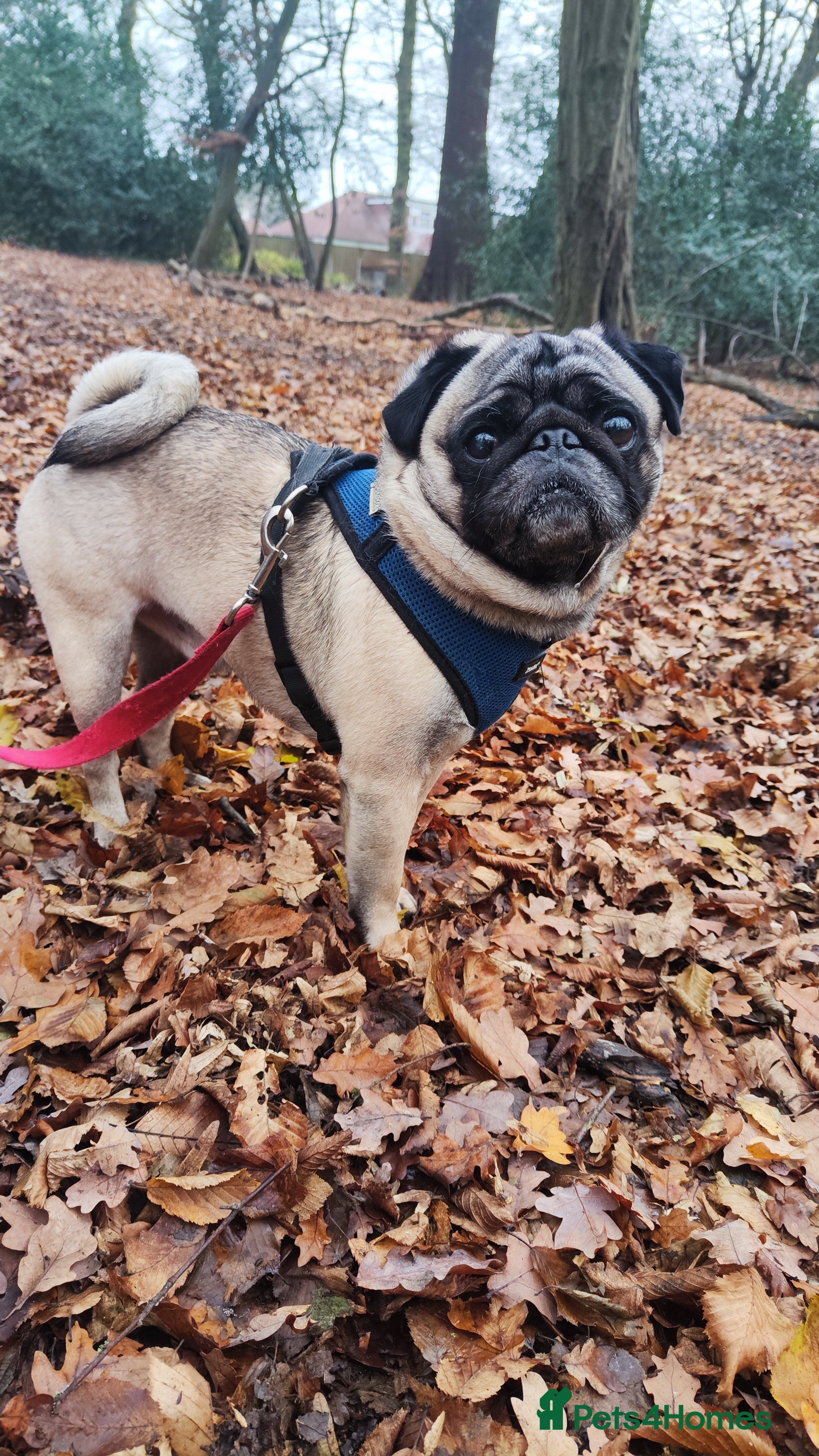 Pug dogs KC Registered Pug Stud. First Time - Advert 3