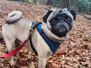 Pug dogs KC Registered Male Pug Available for Stud - Advert 4