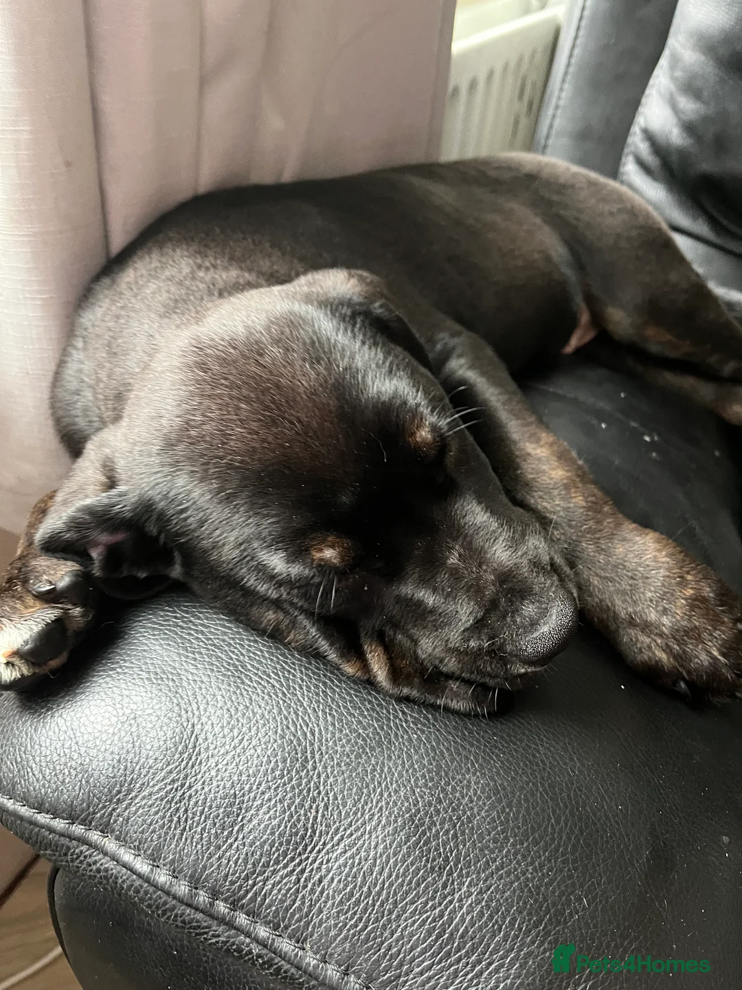 Mixed Breed dogs for sale: Bullmastiff cross puppies  - Advert 3