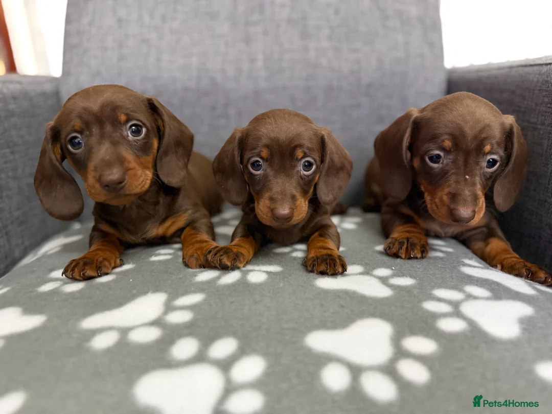 Dachshund dogs for sale: Miniature Dachshund puppies  - Advert 2