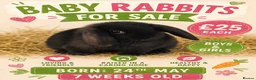 Mixed Breed rabbits for sale: Baby rabbits for sale  - Advert 1