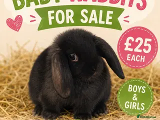 Mixed Breed rabbits Boy rabbits for sale - Advert 1