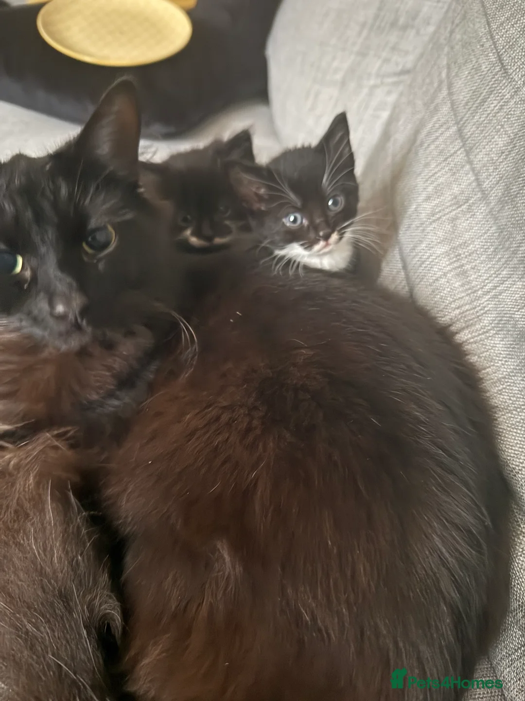 Mixed Breed cats for sale: 5 gorgeous kittens  - Advert 14