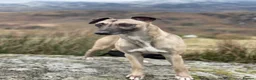 Whippet dogs for stud: KC Proven Whippet Dog For Stud in Blaenau Ffestiniog - Advert 2
