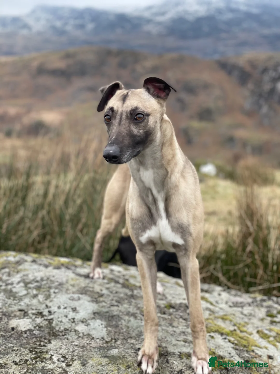 Whippet dogs for stud: KC Proven Whippet Dog For Stud in Blaenau Ffestiniog - Advert 2