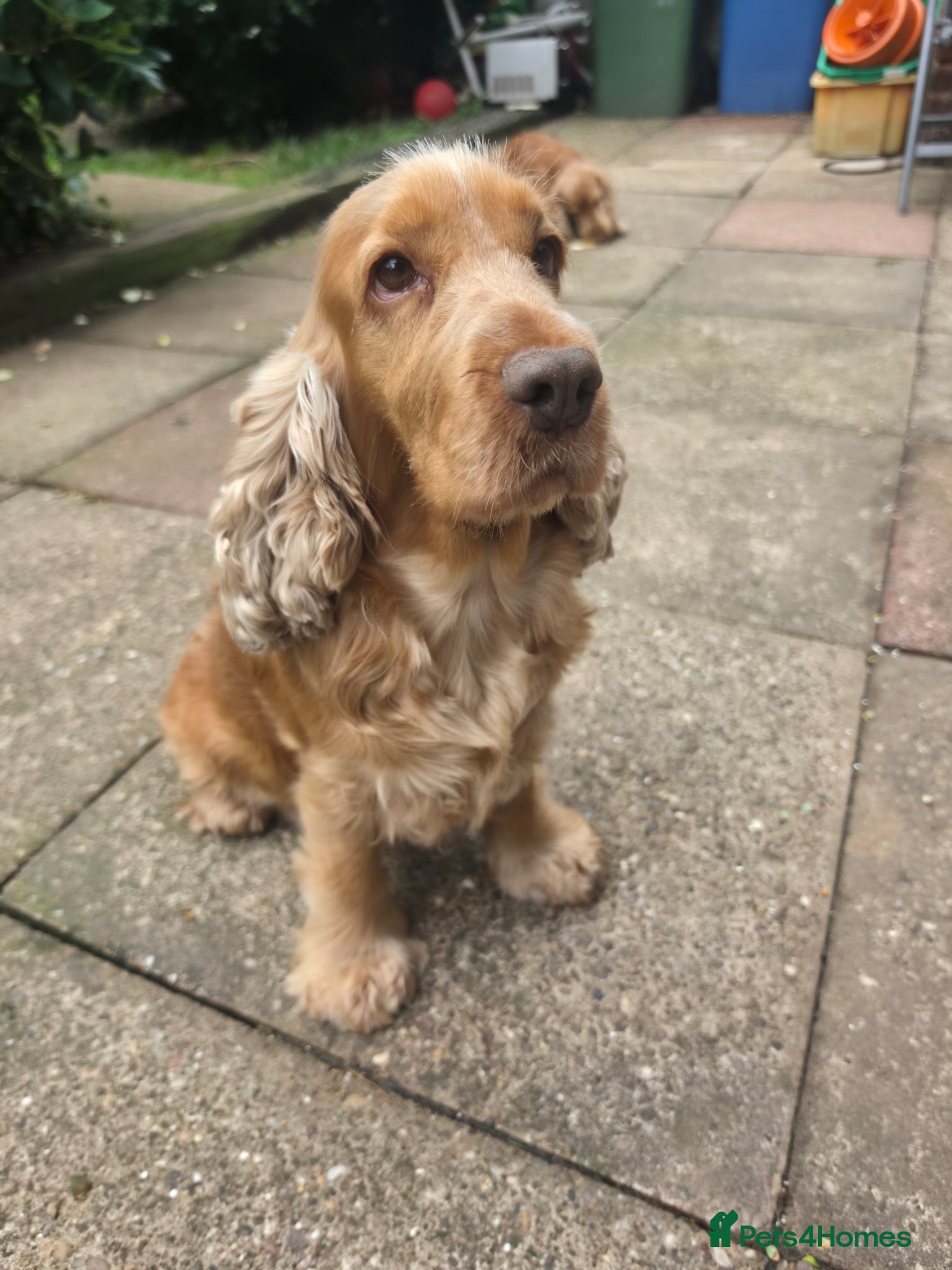 Cockapoo dogs for sale: Gorgeous F1 Cockapoo puppies  in Mansfield - Advert 2