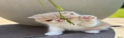 Exotic cats for sale: Beautiful Exotic cream & white female - Advert 20