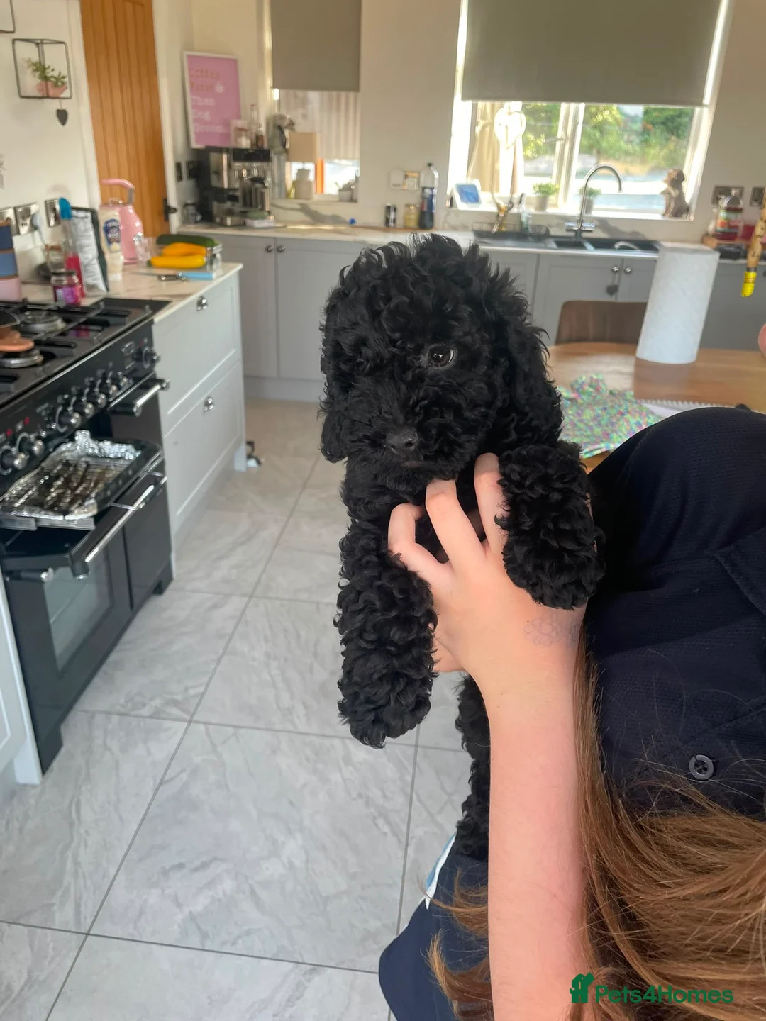 Cockapoo dogs for sale: Beautiful Cockapoos in Shrewsbury - Advert 2