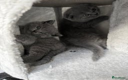 Scottish Fold cats for sale: Lovely Scottish fold kitties🥰 - Image 2