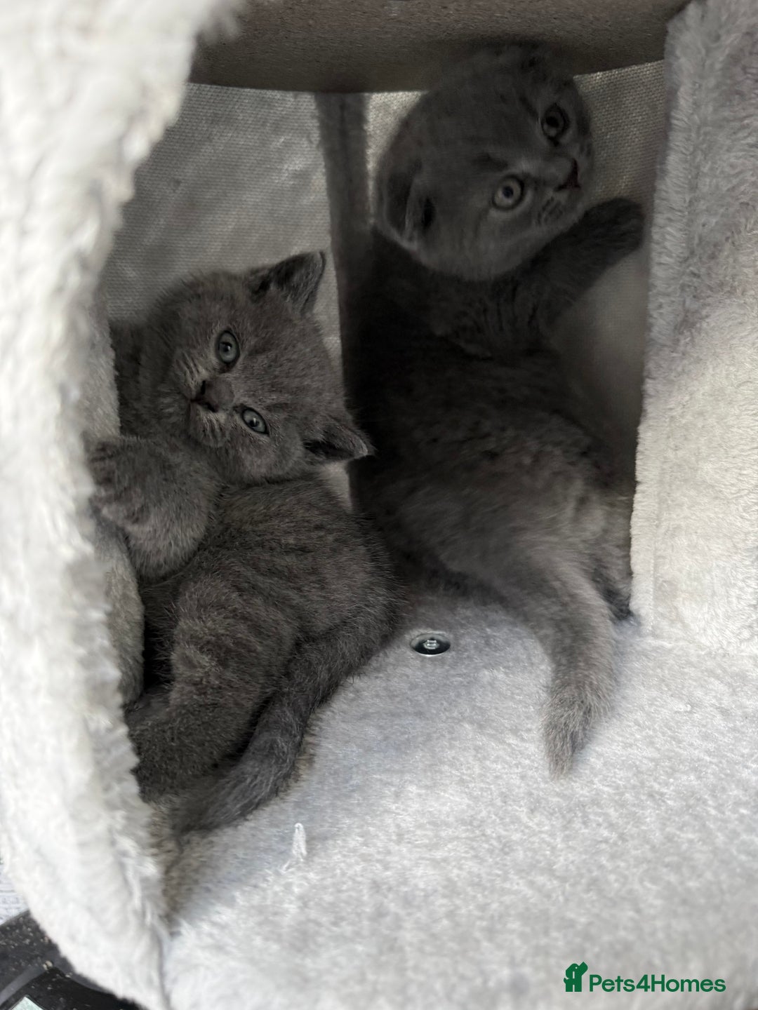 Scottish Fold cats for sale: Lovely Scottish fold kitties🥰 - Image 2