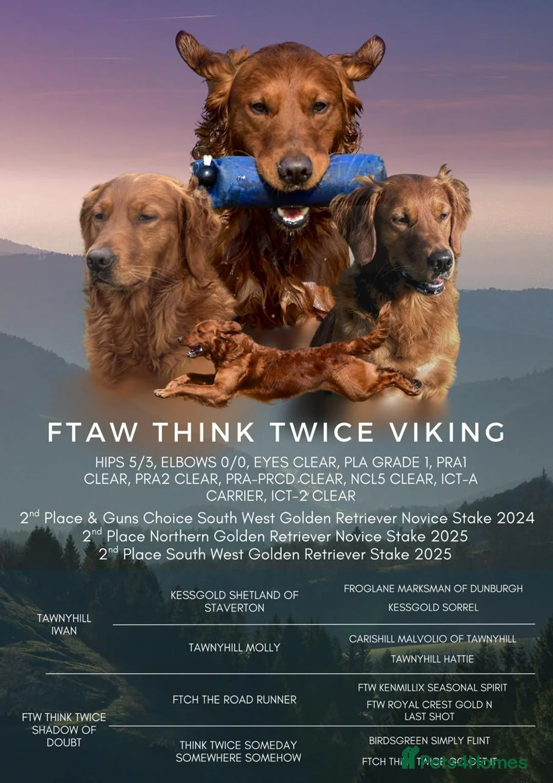 Golden Retriever dogs for stud: Golden retriever at stud  - Advert 2