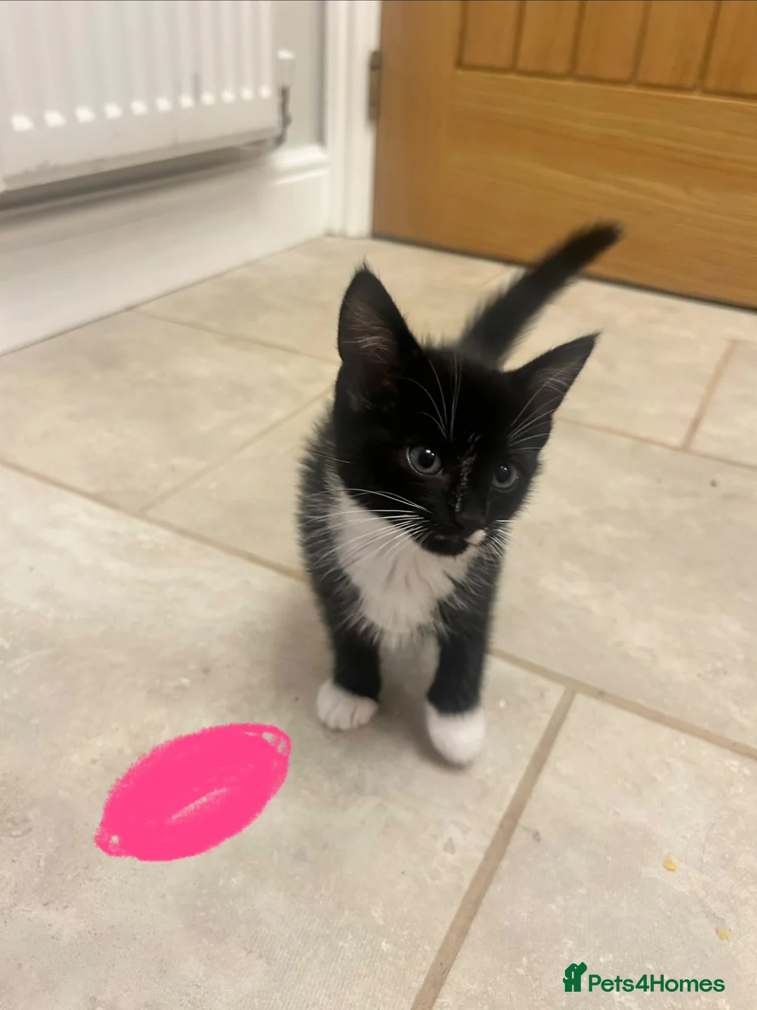 Mixed Breed cats for sale: 7 week old kittens in Sheerness - Advert 10