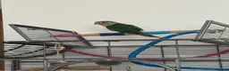 Conures birds for sale: Green Cheek Conure for sale - Advert 4