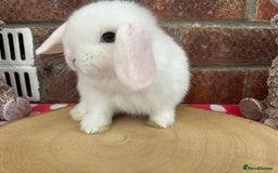 Mini Lop rabbits for sale: Beautiful mini lop bunnies ready to reserve  - Image 14