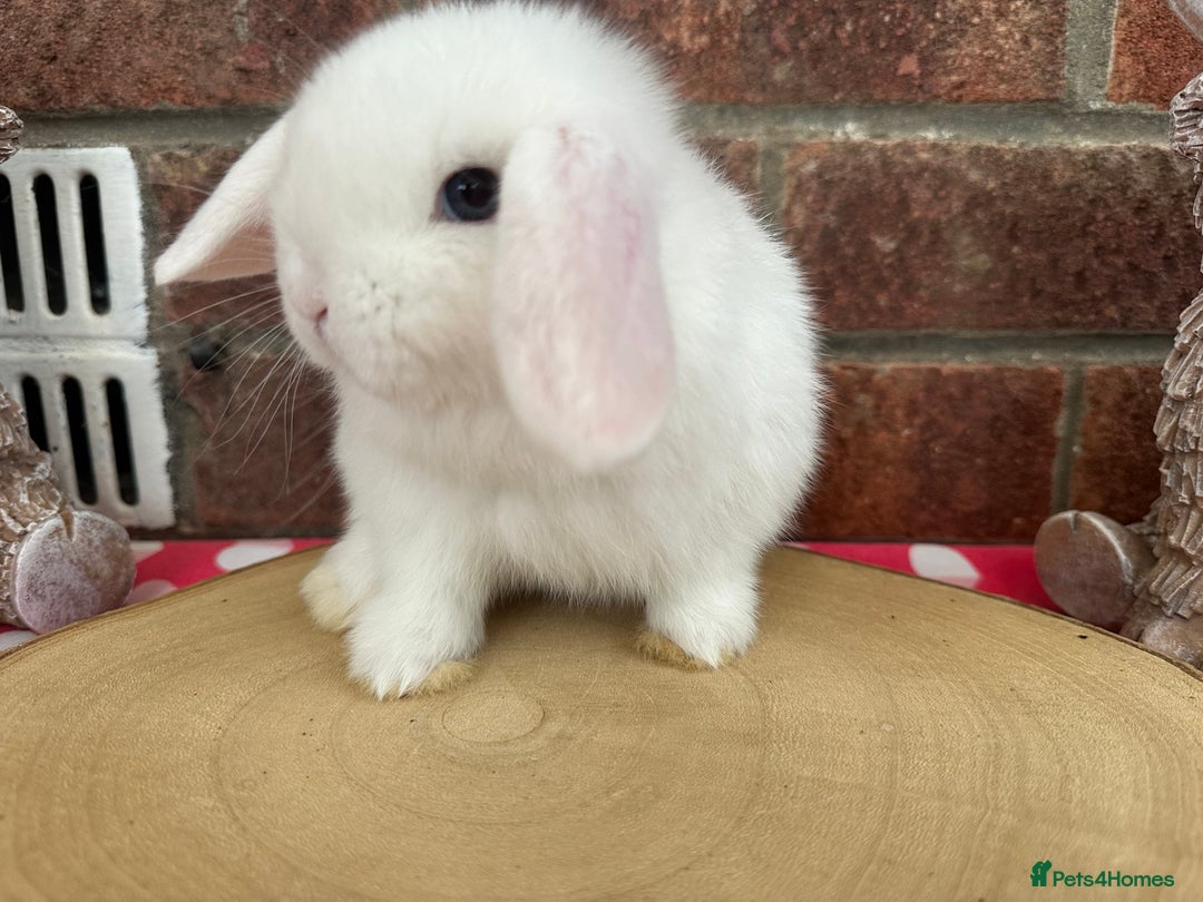 Mini Lop rabbits for sale: Beautiful mini lop bunnies ready to reserve  - Image 14