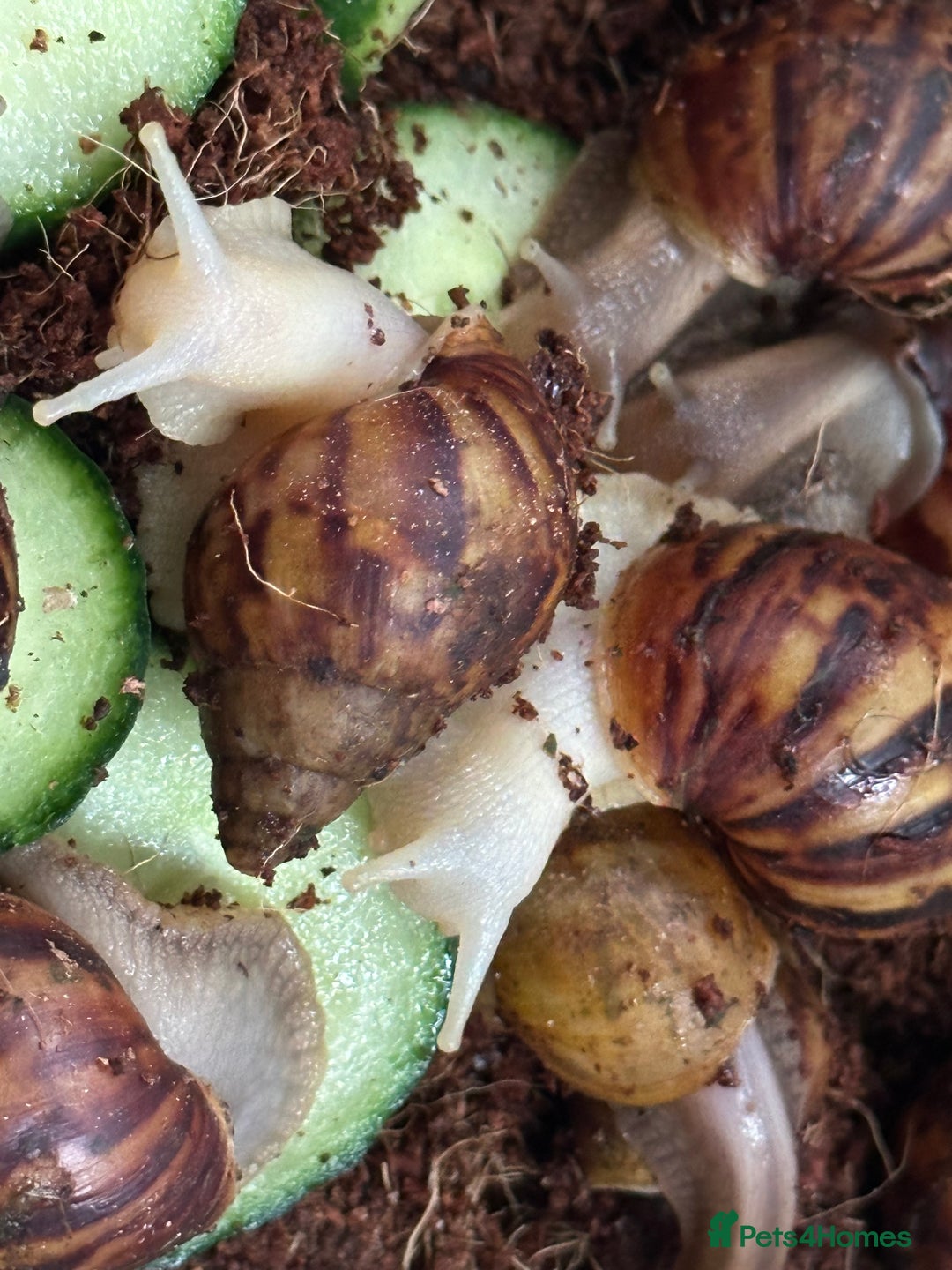 Snails invertebrates for sale: African giant land snails babies - Image 3