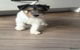 Fox Terrier dogs for sale: Fox Terrier puppies for sale - 07704995261 - Image 21