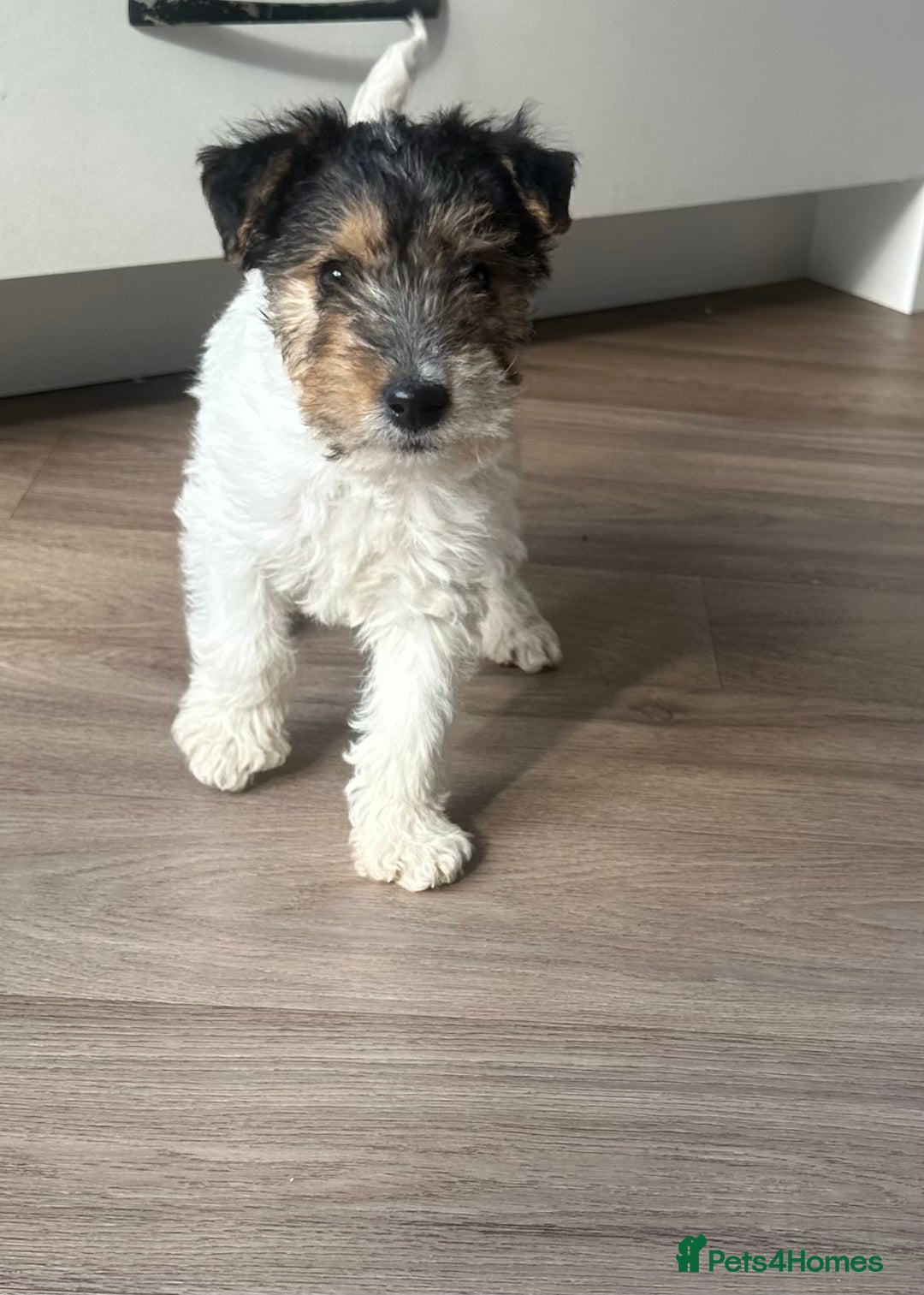 Fox Terrier dogs for sale: Fox Terrier puppies for sale - 07704995261 - Image 21
