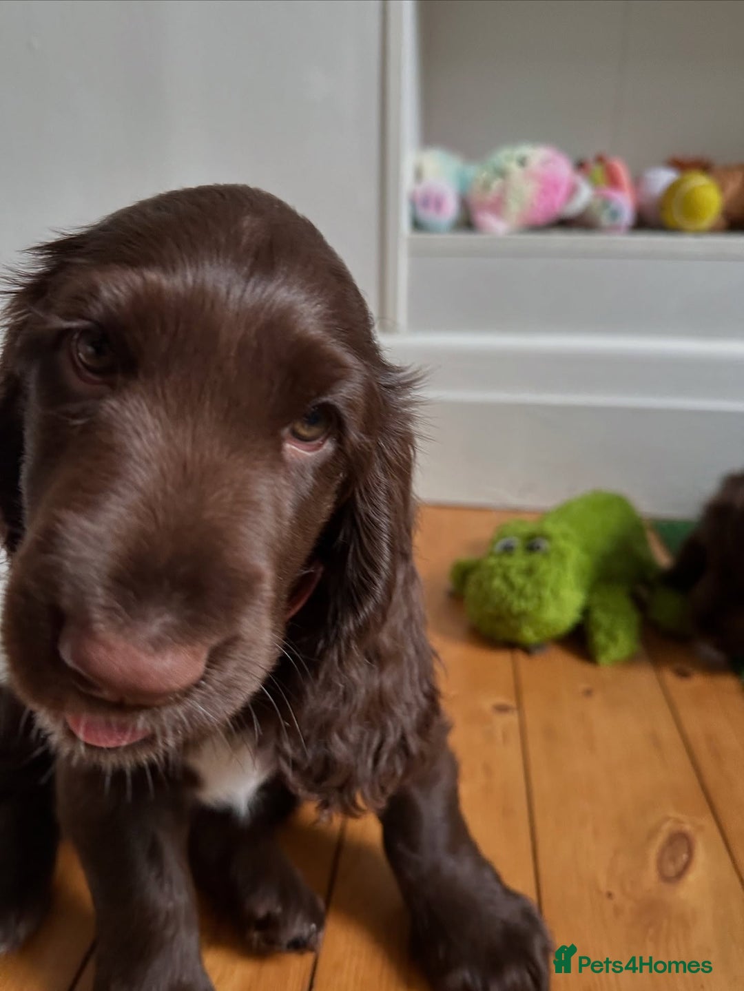 Field Spaniel dogs for sale: Field Spaniel Pups–Healthy, Happy, and Socialized! - Advert 5