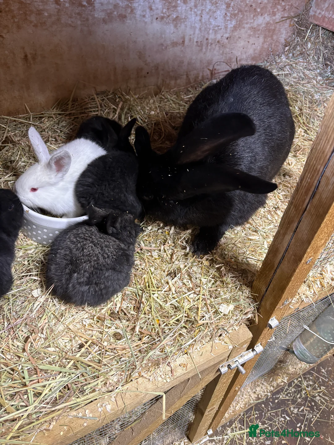 Continental Giant rabbits for sale: Continental giant rabbits  - Advert 12