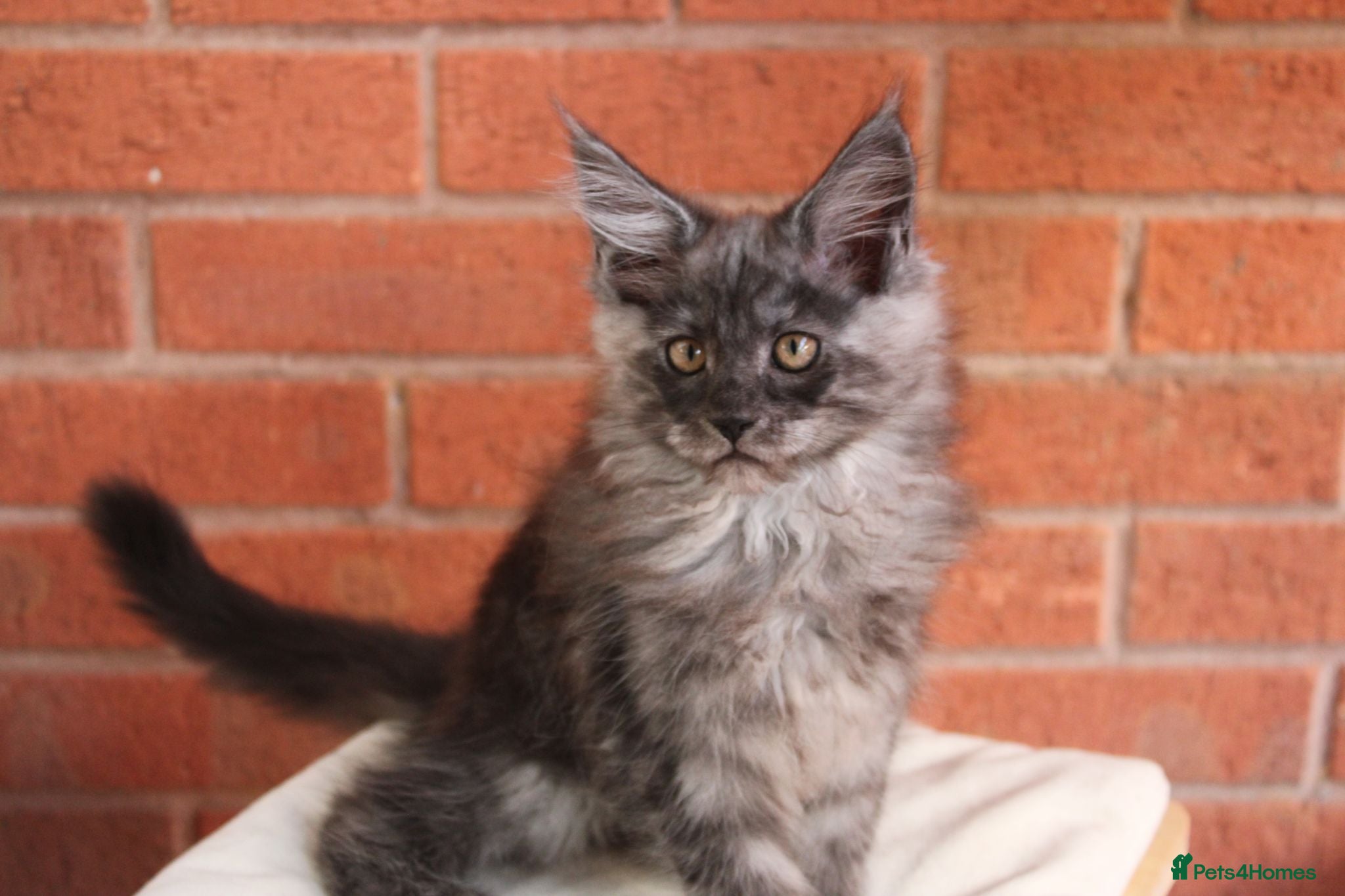 Maine Coon cats 🐾 Last little black smoke left🐾 - Advert 1