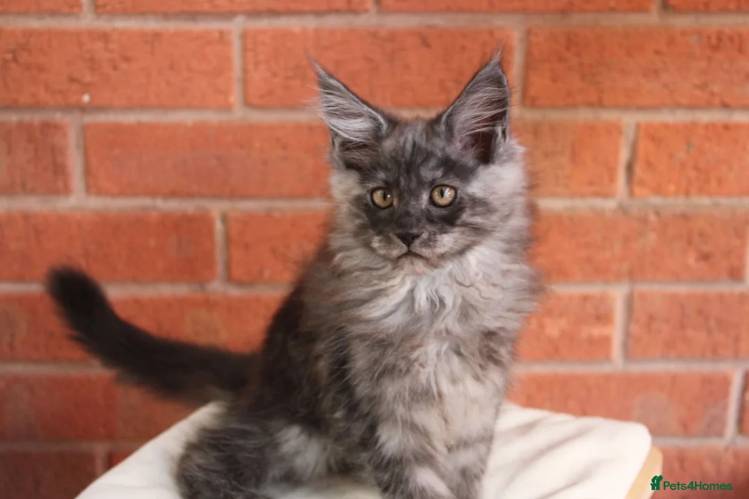 Maine Coon cats for sale: 🐾Black Smoke Tica Registered maine coon - Advert 2