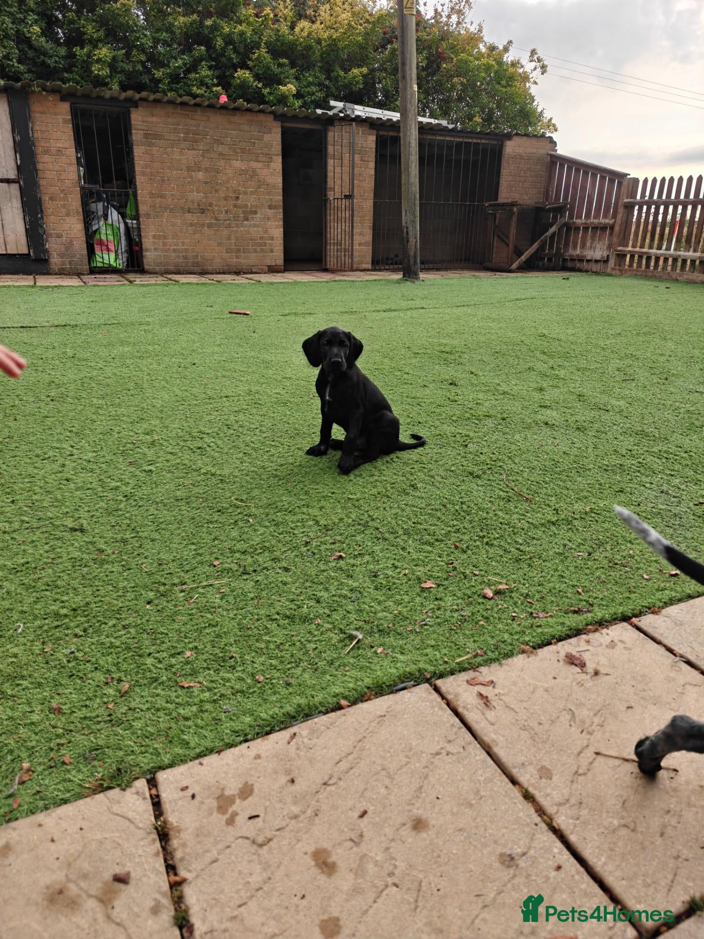 German Wirehaired Pointer dogs KC Registered German Wirehaired Pointer Puppies - Advert 15
