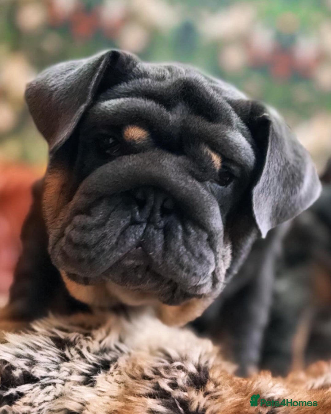 English Bulldog dogs for stud: REGGIE ( MAIN MAN KNUCKLES ) - Advert 6