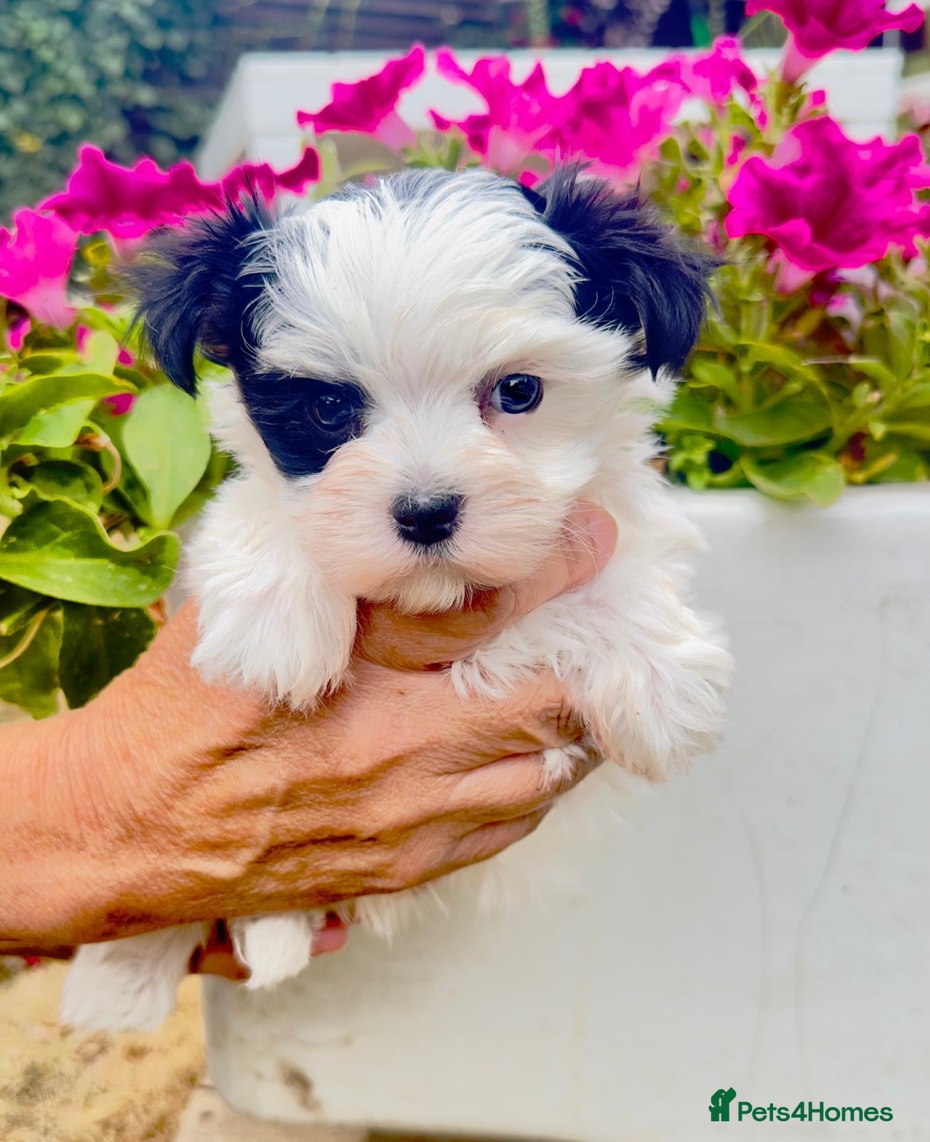 Yorkshire Terrier dogs Yorkie x Maltese  - Advert 8