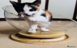 Domestic Shorthair cats for sale: 6 playful kittens for rehoming - Image 5